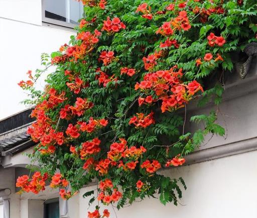 6種「爬藤花」，種院子圍牆邊，開花一大片，皮實好養美麗如畫