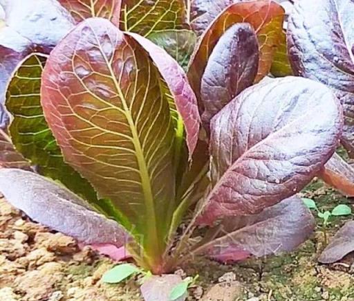 適合陽臺種植的6種「懶人蔬菜」，30天收穫，一年四季都能種