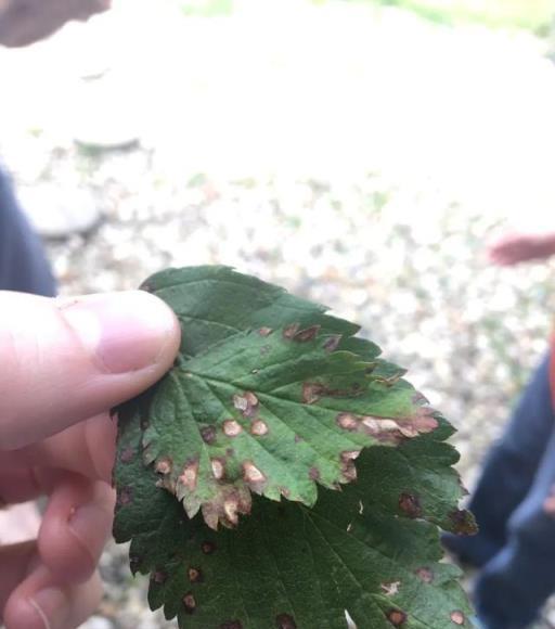 夏季植物花卉容易感染炭疽病，防治指南來一套