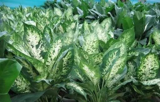 農村庭院安全須知,避免種植這5種植物-imomo植物識別