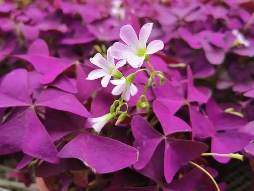 不會養花的人，就養3種花，葉子好看花色也豔，很美很旺很好養