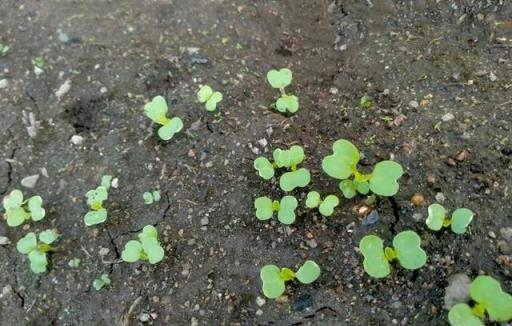 大白菜種植，澆水藝術——三水齊苗與五水定棵的傳統智慧