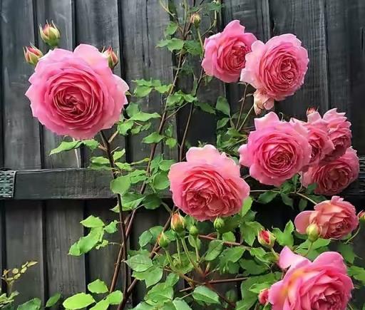 6種「爬藤花」，種院子圍牆邊，開花一大片，皮實好養美麗如畫