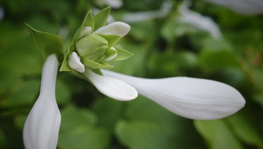 陽光少又喜歡賞花，就養4種「耐陰花」，養在家裡「好美」