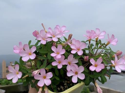 3種頑強的小花，小盆就能養，花朵小巧精緻鮮豔，年年有花