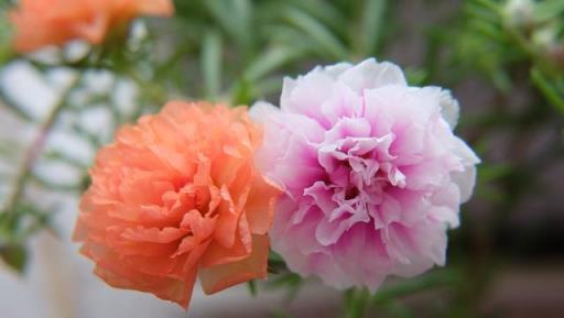 顏值高、花期長、病蟲少的花花的花花有哪些？