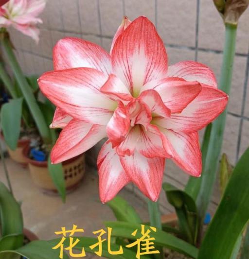 顏值高、花期長、病蟲少的花花的花花有哪些？