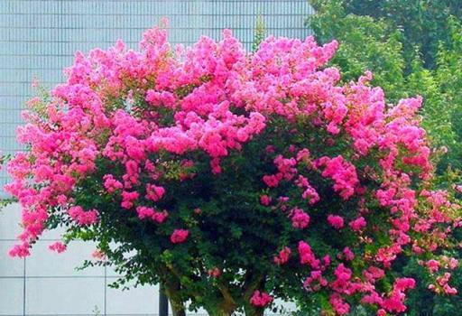 院子露臺養一棵它，耐熱耐晒，夏季開花紅豔豔，一個夏天開不停