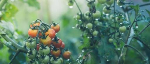 夏季植物花卉容易感染炭疽病，防治指南來一套