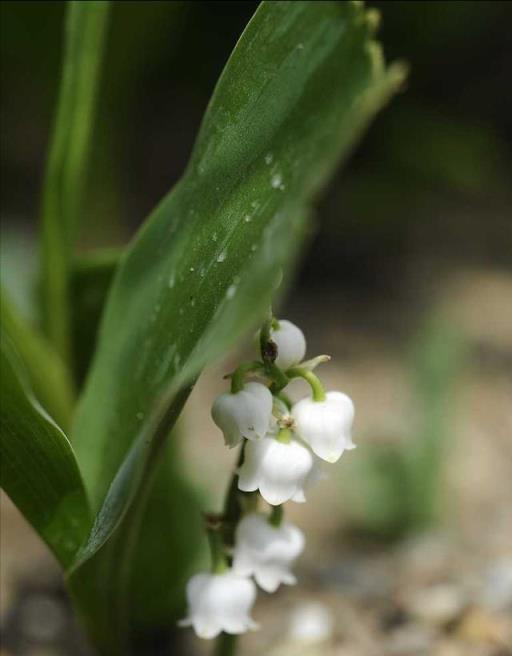 陽光少又喜歡賞花，就養4種「耐陰花」，養在家裡「好美」