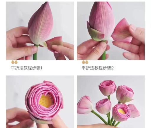 鮮切荷花好看不好養?5個神仙技巧+7種仙氣疊法,美上天