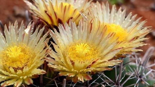 顏值高、花期長、病蟲少的花花的花花有哪些？