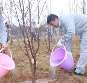 院裡想種玉蘭樹，應該如何澆水？我來告訴你樹木移植的澆水方法