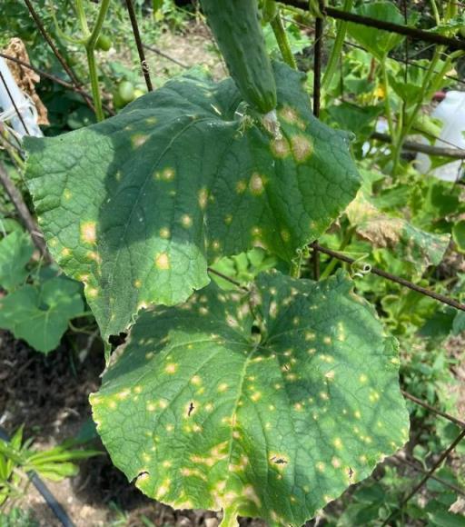 夏季植物花卉容易感染炭疽病，防治指南來一套