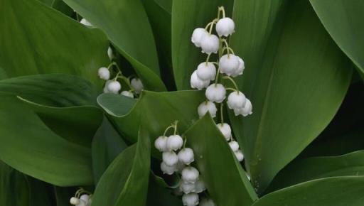 陽光少又喜歡賞花，就養4種「耐陰花」，養在家裡「好美」