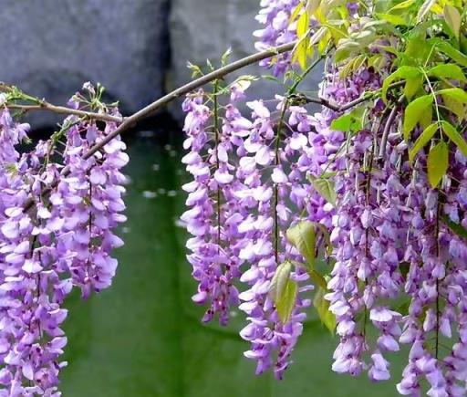 6種「爬藤花」，種院子圍牆邊，開花一大片，皮實好養美麗如畫