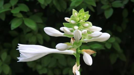 陽光少又喜歡賞花，就養4種「耐陰花」，養在家裡「好美」