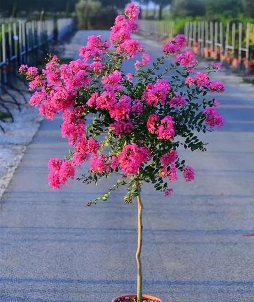 院子露臺養一棵它，耐熱耐晒，夏季開花紅豔豔，一個夏天開不停