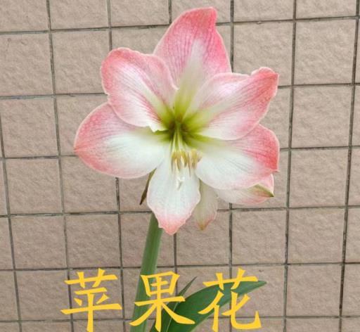 顏值高、花期長、病蟲少的花花的花花有哪些？