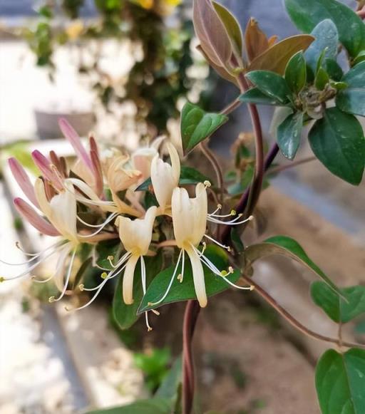 6種「爬藤花」，種院子圍牆邊，開花一大片，皮實好養美麗如畫