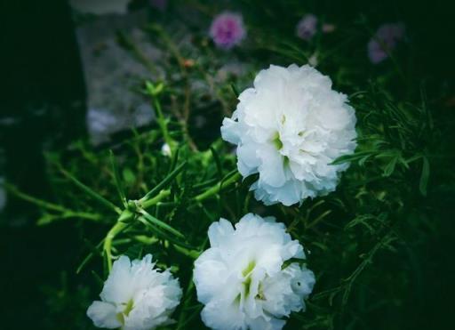 顏值高、花期長、病蟲少的花花的花花有哪些？