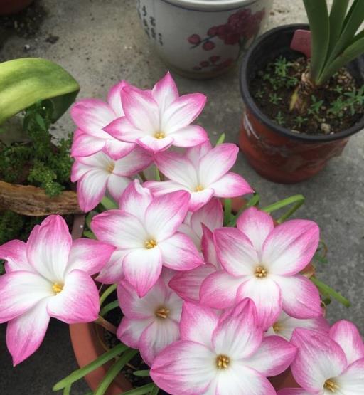 秋天養什麼花好？就養「一種」，又美又乖又好養，颳風下雨都開花