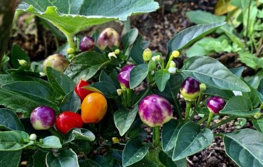 養花不如種菜，立秋後陽臺種上4種「懶人菜」，好養又下飯