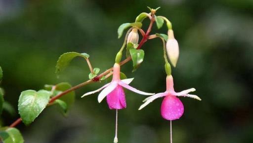 「花草不亂送，送錯變仇人」，你知道哪些花不能輕易送人嗎？