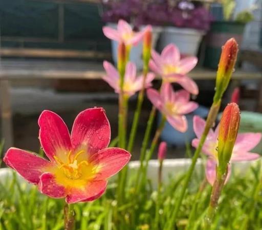 風雨後不一定有彩虹，但一定有這個花開不見葉的爆花小可愛