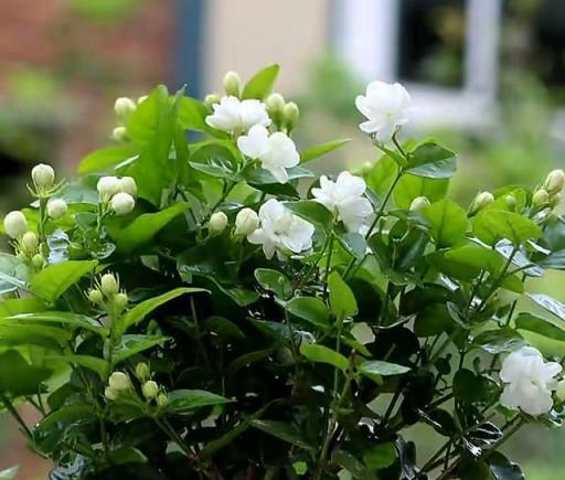 茉莉花有3大「愛好」，不可忽略，生長更快，花滿枝頭，清香怡人