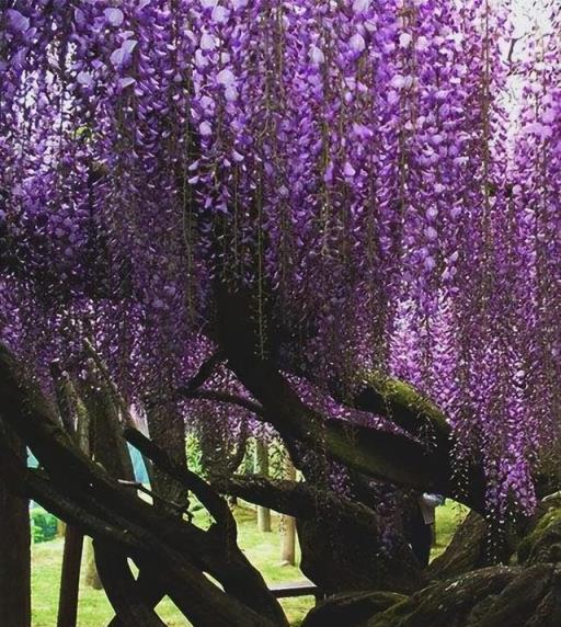 7種「長命花」，養一盆開100年花，吉祥又如意，後代也沾光