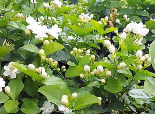 8月養茉莉花，教你幾個小技巧，不黃葉爛根，開花多香味濃