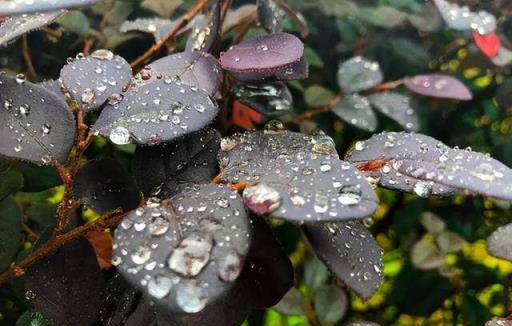 室內養5種花，空氣乾燥也不能隨意「噴水」，都是過來人的經驗