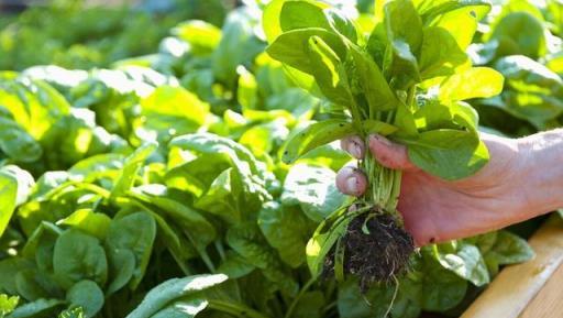 養花不如種菜，立秋後陽臺種上4種「懶人菜」，好養又下飯