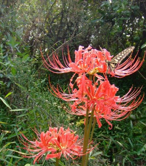 7種「大毒花」，平時經常見，掐個葉子，流出毒液，小心別碰上