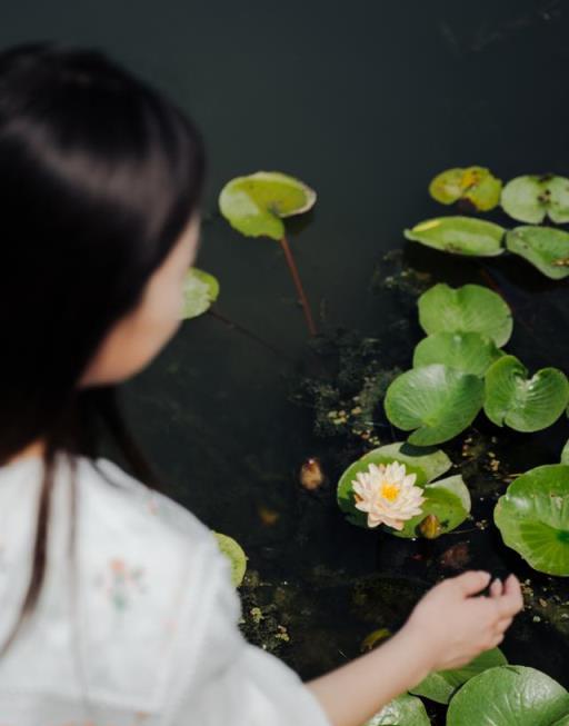 【探索】愛睡美容覺的「水中女神」睡蓮，如何才能一睹她的芳顏？