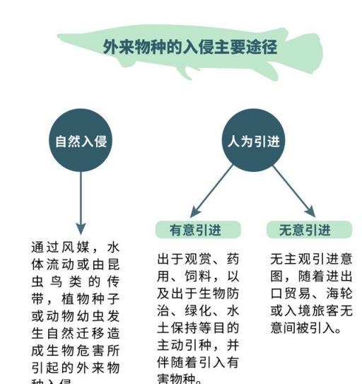 鱷雀鱔是什麼，能吃嗎？除了它，我國還有哪些外來有害物種？