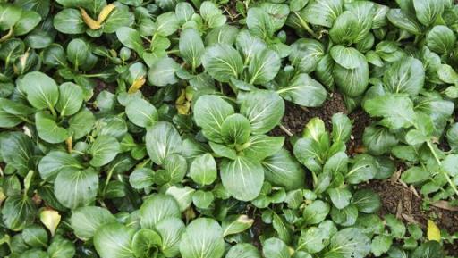 養花不如種菜，立秋後陽臺種上4種「懶人菜」，好養又下飯