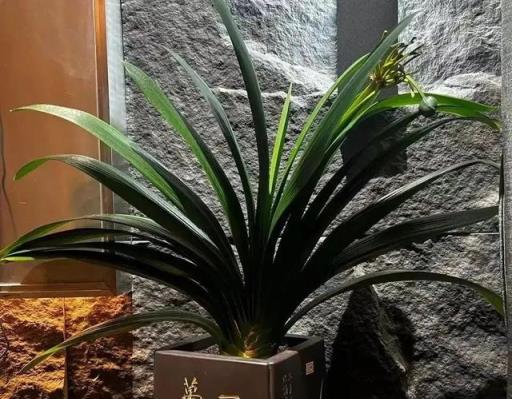 這五種花晚上釋放氧氣,促進睡眠,養一盆身體好-imomo植物識別