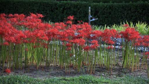 7種「大毒花」，平時經常見，掐個葉子，流出毒液，小心別碰上