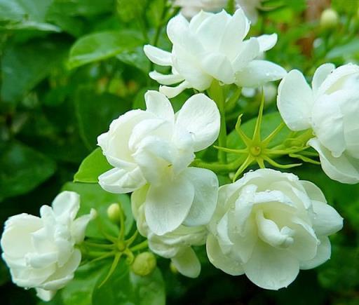 茉莉花有3大「愛好」，不可忽略，生長更快，花滿枝頭，清香怡人