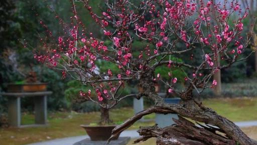 「花草不亂送，送錯變仇人」，你知道哪些花不能輕易送人嗎？