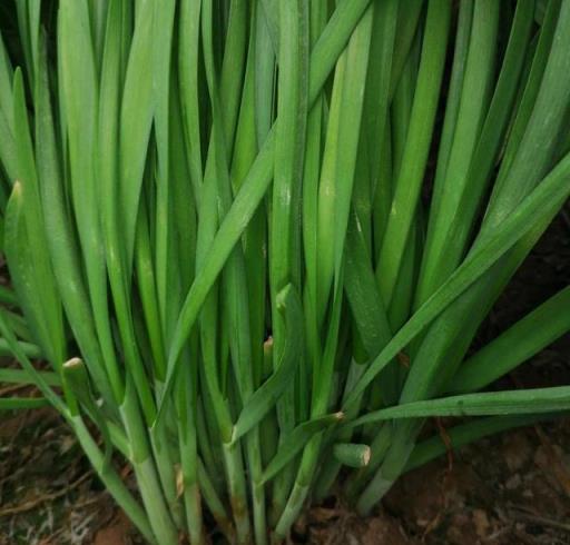 韭菜種植三大訣竅，育出寬厚韭菜，20天收割一次