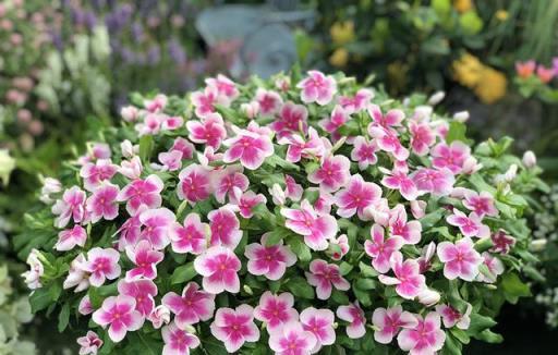 6種「永久花」，365天開花不停，又美又便宜，適合新手養