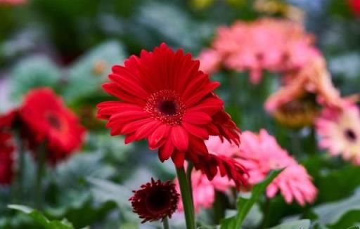 向日葵、勳章菊、非洲菊、菊芋和茼蒿，你能清楚分辨嗎