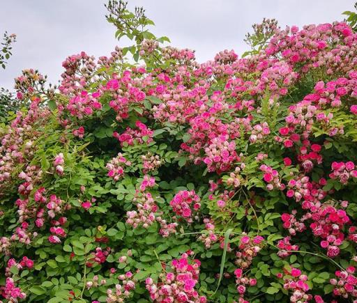 網紅月季花牆安排上了嗎？快看看這12種藤本月季吧