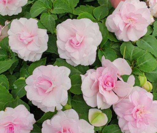 6種「永久花」，365天開花不停，又美又便宜，適合新手養