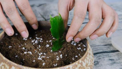 蟹爪蘭不開花？用3個「催花術」，開成「花瀑布」