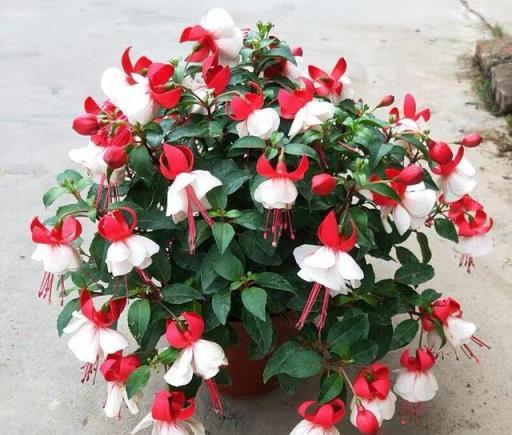 6種「永久花」，365天開花不停，又美又便宜，適合新手養