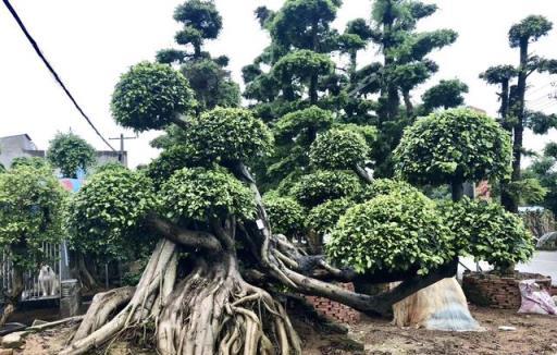 俗話說：要想富先種樹，有2種樹壽命長，越養價值越高，還鎮宅